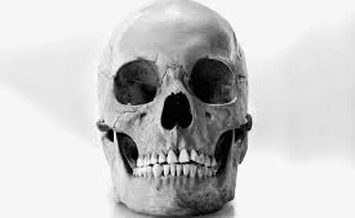 Não to không biểu hiện cho trí thông minh, "máu dồn lên não" nhiều mới chứng tỏ điều đó