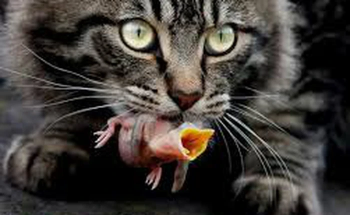 Ở Mỹ, loài mèo giết chết hơn 23 tỷ con vật khác mỗi năm