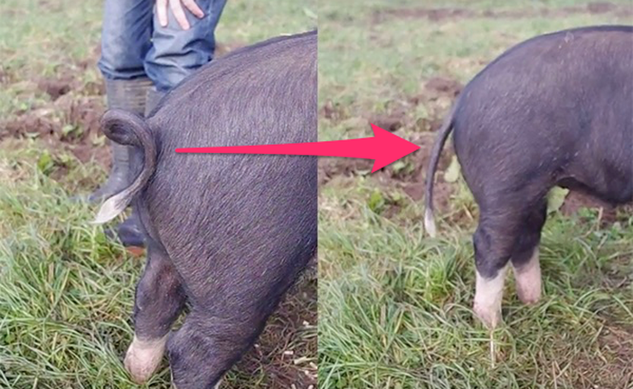 Cách làm đuôi lợn thẳng đuột chỉ trong 1 nốt nhạc