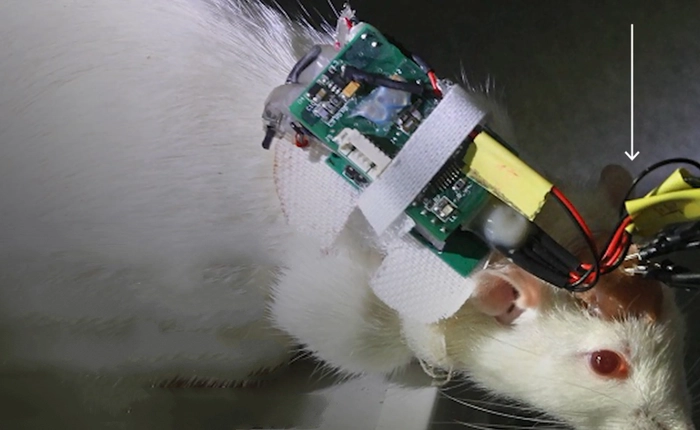 Trung Quốc: Biến chuột sống thành cyborg, trí tuệ tăng vượt trội