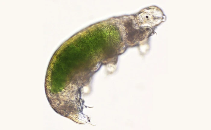 Nhật Bản vừa mới hồi sinh một sinh vật đông lạnh sau 30 năm