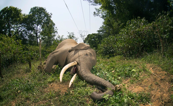 Châu Phi đau đớn, bất lực đứng nhìn 1/3 đàn voi của mình ra đi trong 7 năm vừa qua