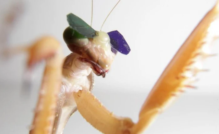 Cho bọ ngựa đeo kính để xem chúng có nhìn được hình 3D không