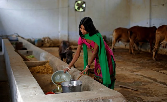 Nghề kỳ lạ ở đất nước chuộng chất thải của bò