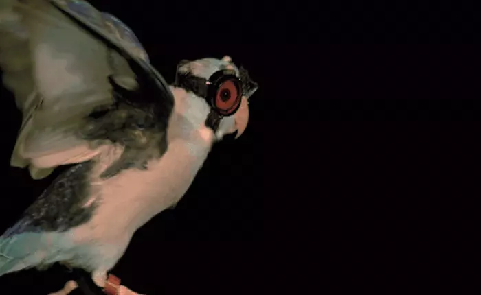 Cho vẹt đeo kính, nhưng không phải vì lý do thời trang