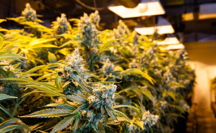 Microsoft bất ngờ ra quyết định gây tranh cãi: đầu tư vào startup trồng cần sa