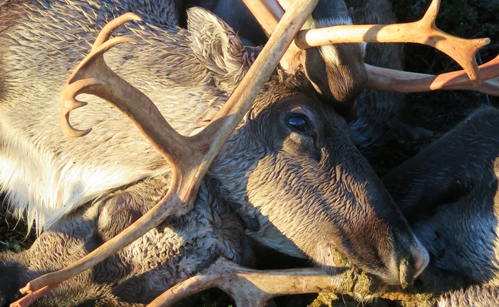 Làm thế nào mà sét lại đánh chết được tới 323 con tuần lộc cùng một lúc?