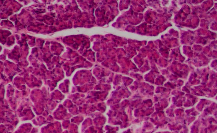 Sắp có lá gan nhân tạo giống thật nhất từ trước tới nay