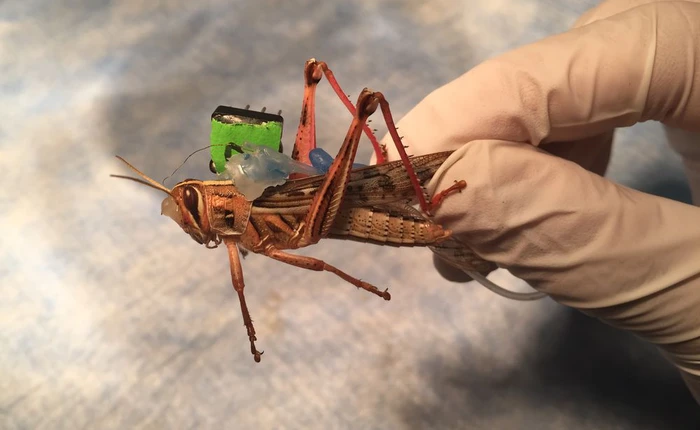 Không phải chó nghiệp vụ, đây mới là loài vật phát hiện chất nổ cực giỏi