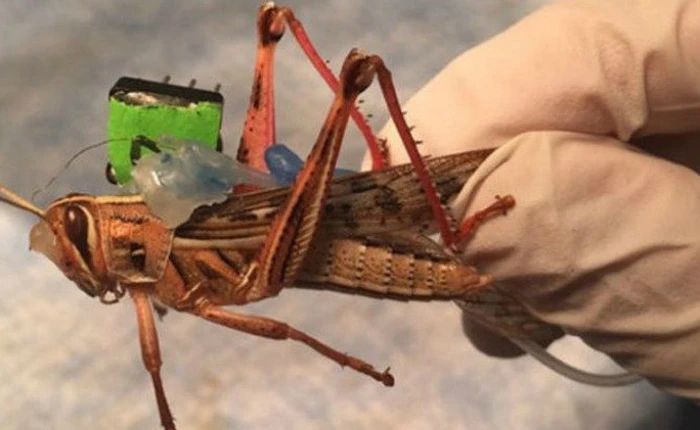 Châu chấu được cấy ghép thiết bị có khả năng dò tìm bom