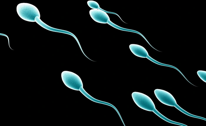 Một chú tinh trùng chứa 37,5MB dữ liệu, điều đó có nghĩa là...