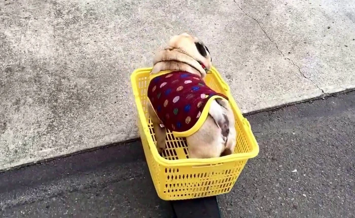 "Thánh nhọ" số 1 YouTube: up đến 1.007 videos mà không ai thèm xem