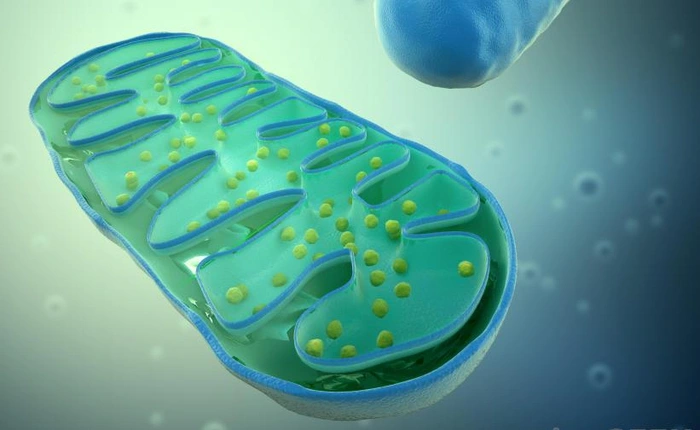 Hầu hết chúng ta thiếu hiểu biết về quá trình trao đổi chất, 9 sự thật này sẽ bổ sung kiến thức cho bạn