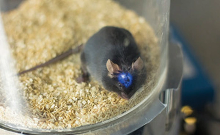 Điều khiển động vật thí nghiệm theo ý muốn chỉ bằng sóng radio cùng ánh sáng nay đã trở thành hiện thực