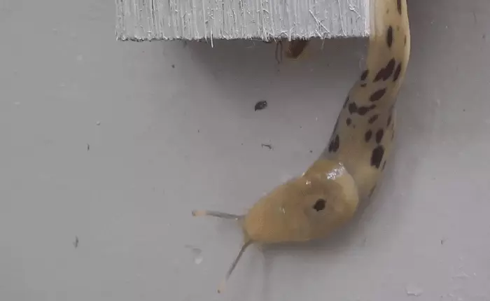 Xem chú sên bò như tên bắn với tốc độ gấp 20-40 lần bình thường