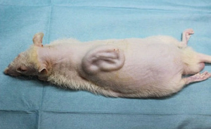 Đã có thể dùng chuột "trồng" tai người