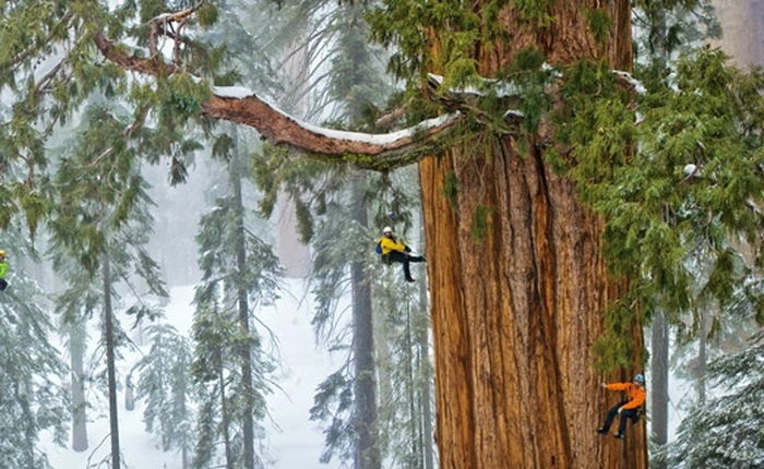 Các nhà khoa học nhân bản thành công loại cây đại thụ to bằng tòa nhà 20 tầng, giúp bảo vệ môi trường