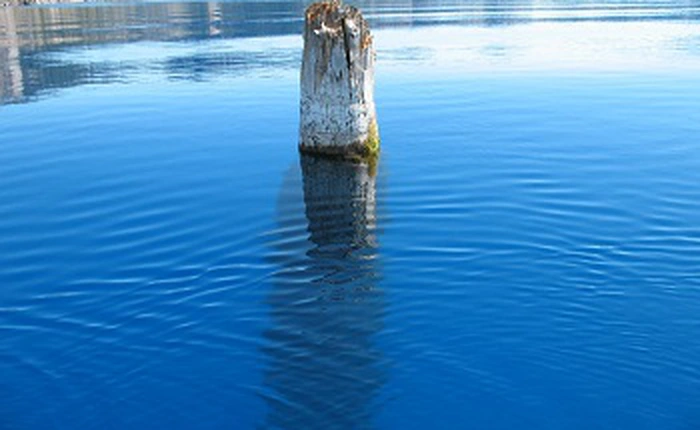 Thân cây nổi thẳng đứng suốt 120 năm, chưa ai có thể lý giải điều này!