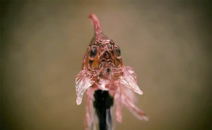 Chắc bạn không nỡ ăn những viên kẹo này, bởi vì chúng quá đẹp