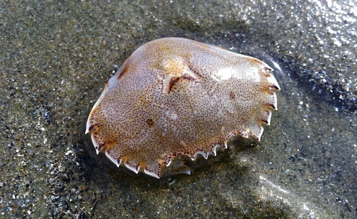 Đã có thể tạo ra nhiên liệu sinh học từ... vỏ cua