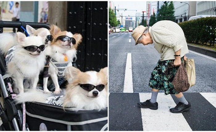 Ở Nhật chó mèo nhiều hơn trẻ con, bảo sao người già 80 tuổi vẫn phải làm việc