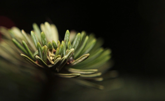 4 điều mà chúng ta thường lầm tưởng về ống kính macro