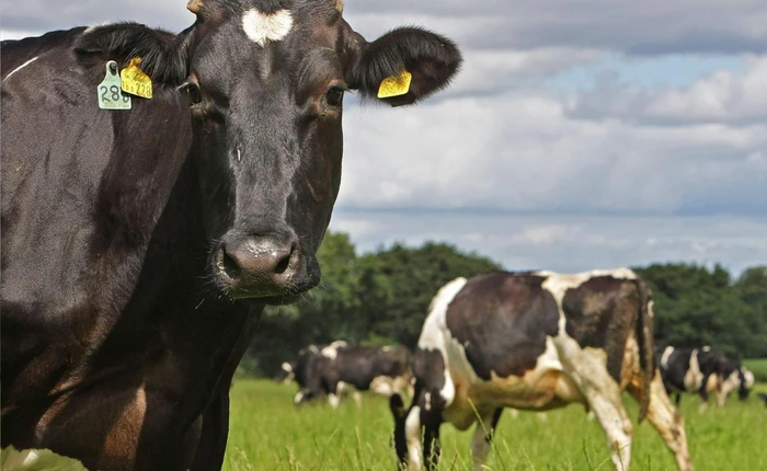 Nếu bạn và tôi không ăn thịt, thế giới này sẽ ra sao?