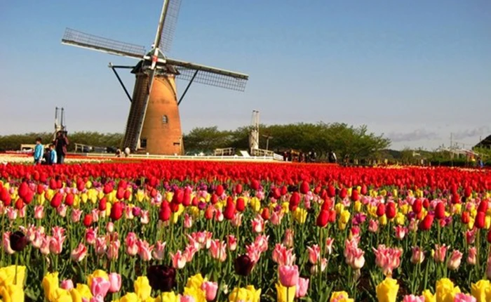 Để nâng cao ý thức bảo vệ thành phố, người Hà Lan nghĩ ra tổ chim Wi-Fi độc nhất thế giới