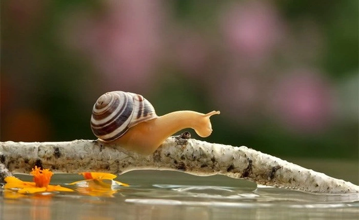 Giải vô địch đua sên - cuộc đua slow-motion chưa từng có trong lịch sử loài người