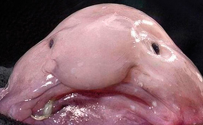 Không riêng gì gấu trúc, 7 loài động vật xấu thậm tệ như thế này cũng đáng được bảo tồn