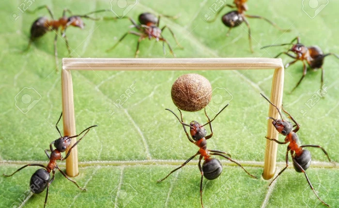 Google dạy kiến đá bóng hưởng ứng Euro 2016