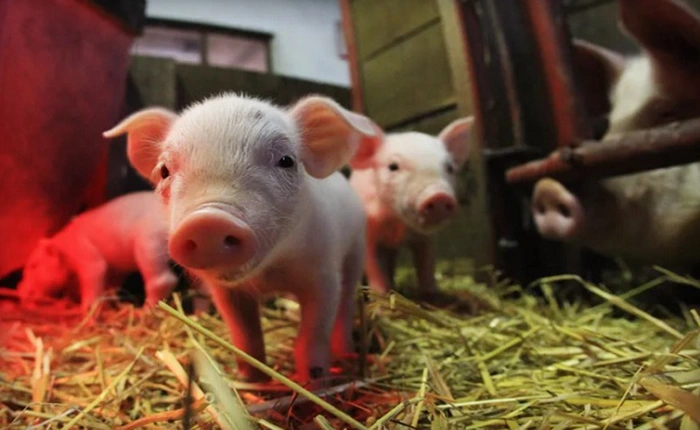 Một con khỉ đầu chó đã sống hơn 2 năm bằng một quả tim lợn, tiếp theo sẽ là con người?