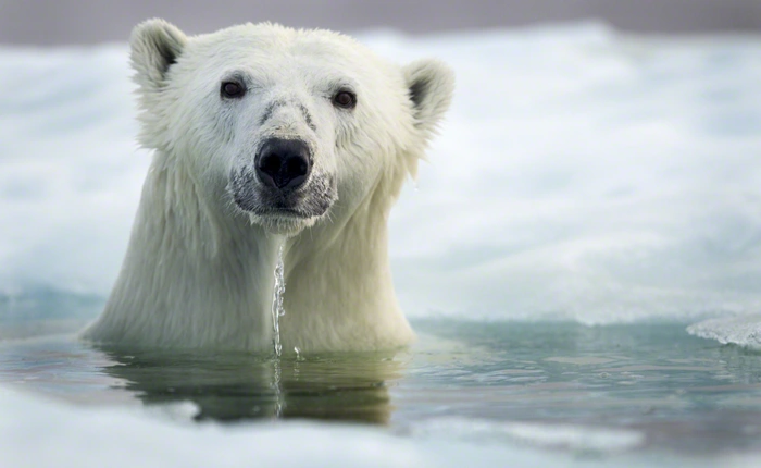 Đố bạn đọc bài viết này mà không nghĩ đến con gấu trắng