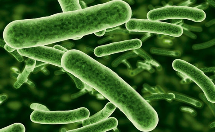 Siêu vi khuẩn phát triển trong hệ thống nước thải có thể tích tụ trên thực phẩm chúng ta ăn