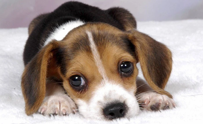 Tôi đã xin vợ 250.000 USD mua tên miền như thế nào