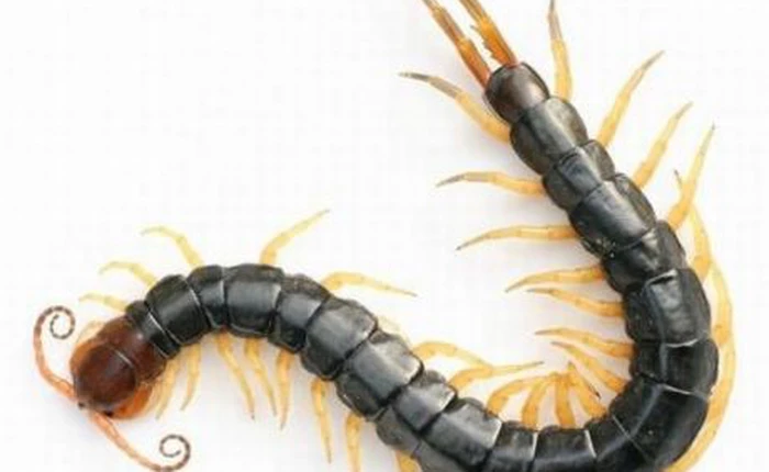 Các nhà khoa học khám phá ra loài rết mới dài 20cm, biết bơi và săn mồi dưới nước