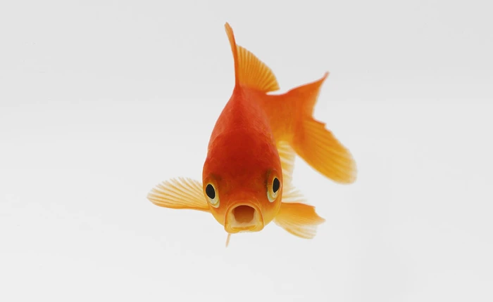 “Cá nano” đầu tiên trên thế giới được thiết kế để đưa thuốc vào cơ thể