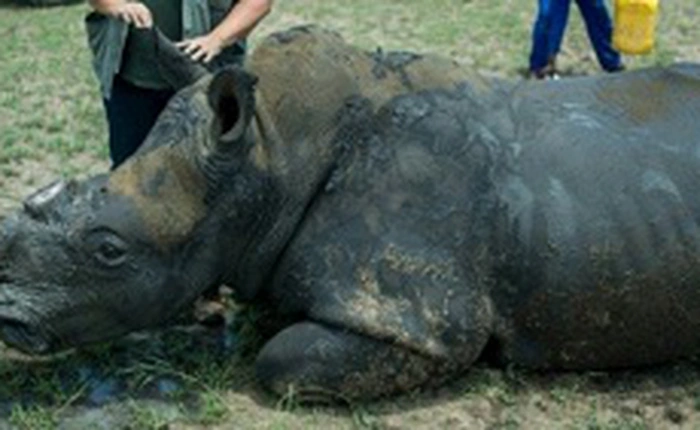 Tạo được cả sừng tê giác nhân tạo, biện pháp quá hay ngăn ngừa nạn săn bắn trộm