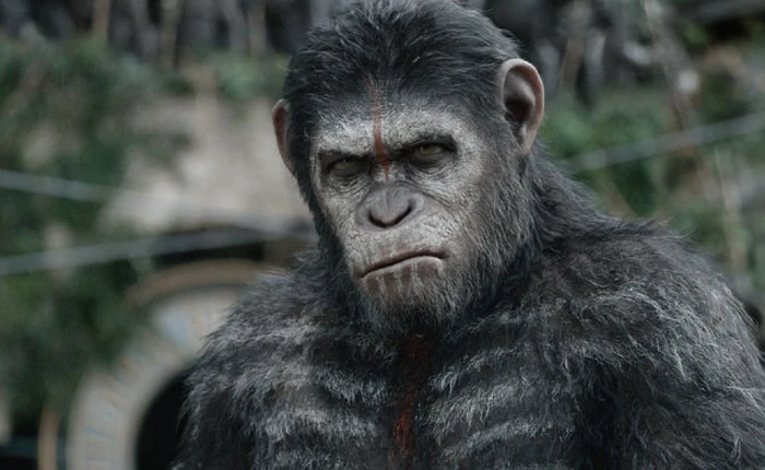 Các nhà khoa học nói khỉ có thể nói được như người