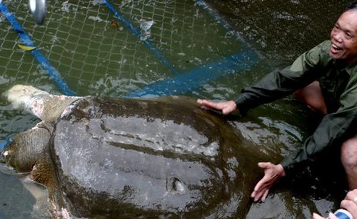 Trái đất chỉ còn ba con rùa cùng loài cụ rùa hồ Gươm