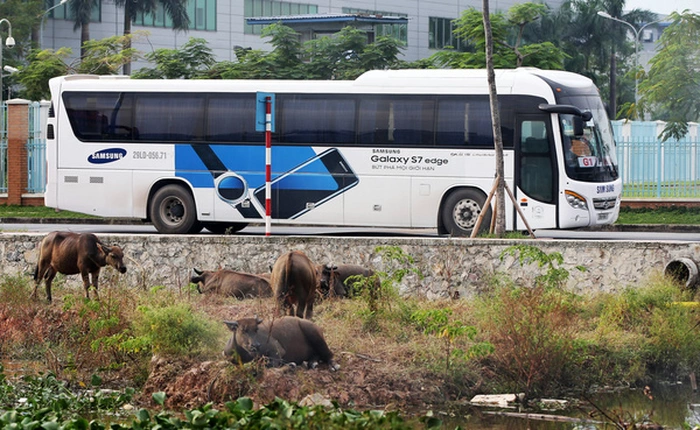 Bloomberg: Samsung giúp nhiều nông dân Việt thành tỷ phú, "ăn đứt" các nhân viên nhà băng & môi giới chứng khoán