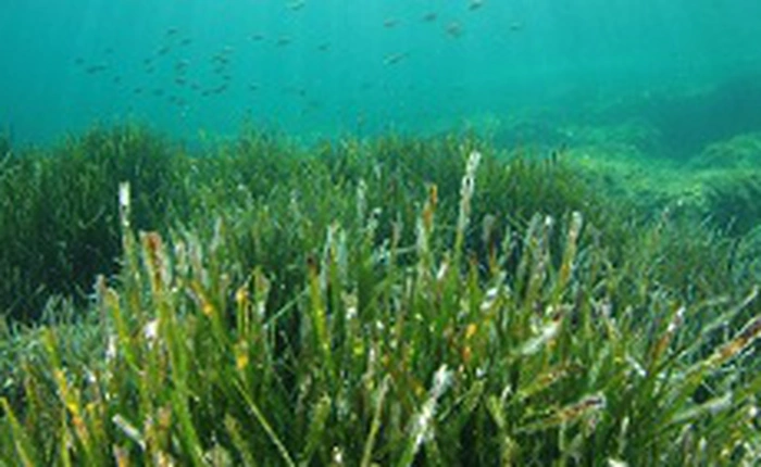 Các nhà khoa học vừa khám phá ra những chú "ong biển"