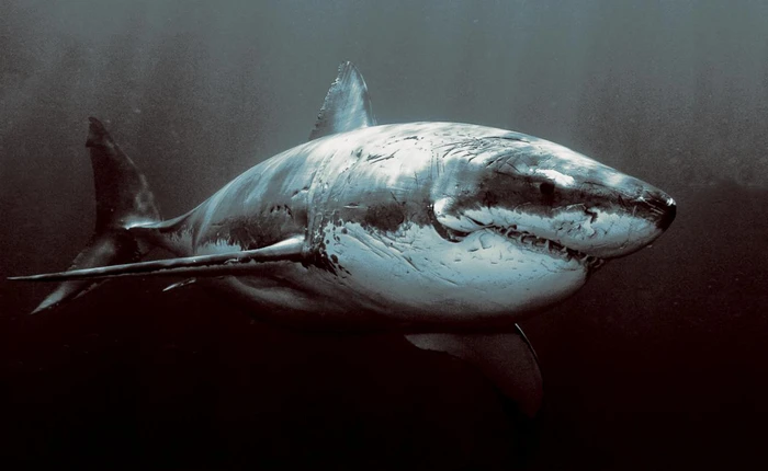 Thuyền trưởng tàu sửa cáp khẳng định rằng việc cá mập cắn cáp là có thật