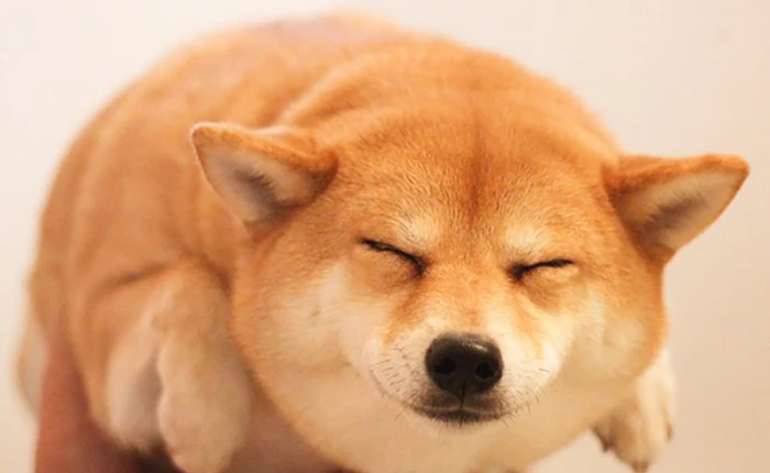 5 giống chó hiền lành thích hợp nuôi để làm bạn, đi dạo không cần rọ mõm