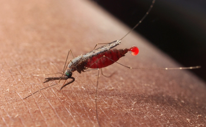 Tiến hành thử nghiệm vaccine đặc trị sốt rét ở người