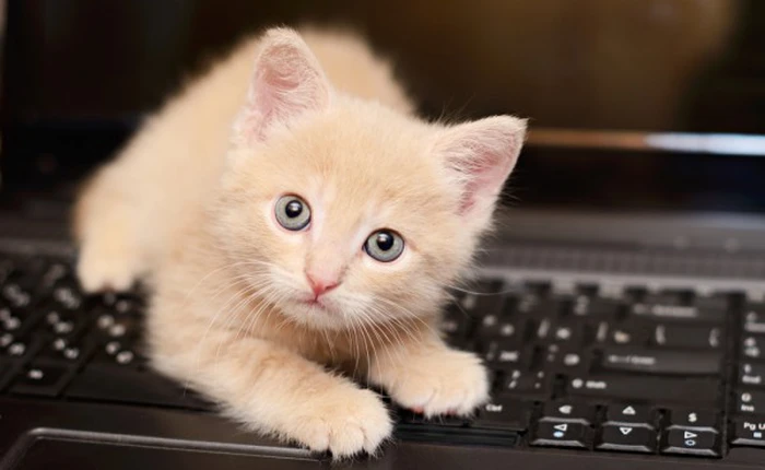 Hacker đáng yêu nhất hành tinh