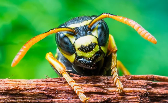 Nọc độc ong bắp cày có thể giết chết tế bào ung thư mà không làm hại tế bào khác
