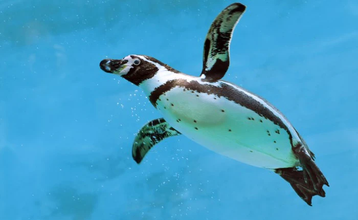 Đây là lý do vì sao dù sống ở Nam Cực siêu lạnh, lông chim cánh cụt không hề đóng băng