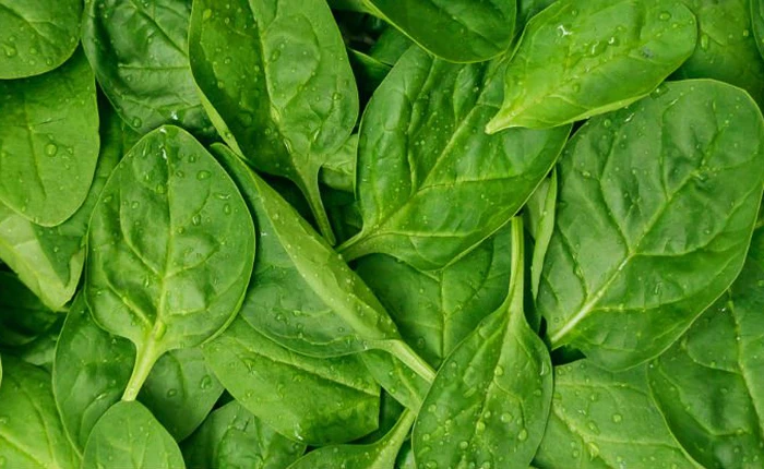 Đến bây giờ người ta mới tìm ra lý do tại sao ăn rau lại tốt cho tiêu hóa