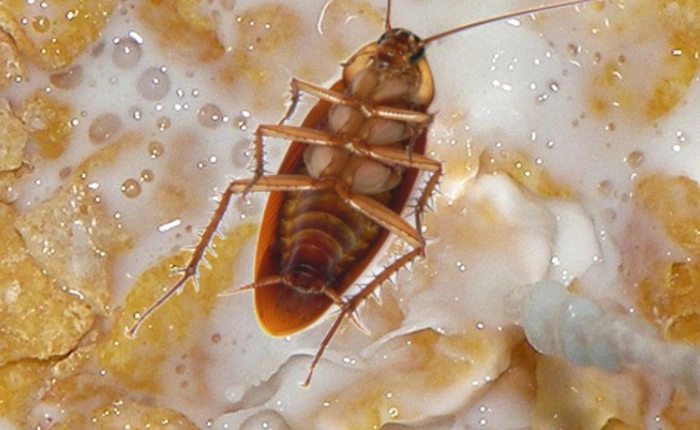 Đây là lý do các nhà khoa học khuyên bạn nên uống sữa gián thay sữa bò